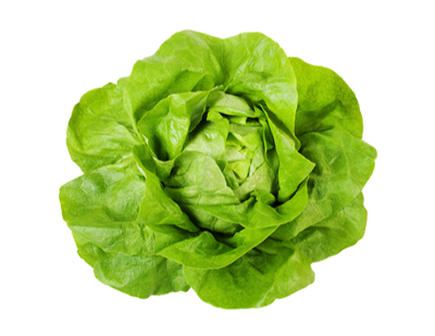 Lechuga
